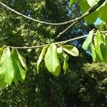 Asimina triloba Fuelha