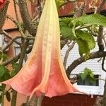 Brugmansia versicolor Цвят