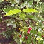 Psychotria horizontalis Fruct