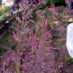 Calamagrostis pseudophragmites Цвят