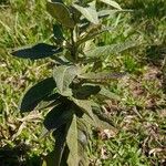 Verbascum lychnitisBlad