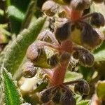 Plectranthus xylopodus Fruit