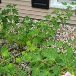 Hibiscus grandiflorus Yaprak