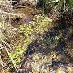 Ranunculus omiophyllus Habit