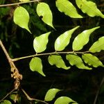 Machaerium seemannii Leaf