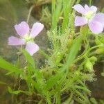 Drosera filiformis Φύλλο