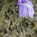 Pinguicula longifolia 花