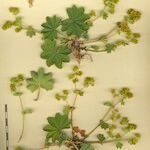 Alchemilla filicaulis മറ്റ്