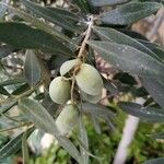 Olea europaea Frucht