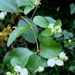 Symphoricarpos albus 形態