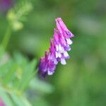 Vicia eriocarpa Blodyn