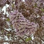 Paulownia tomentosa 花