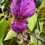 Dalechampia aristolochiifolia Flor