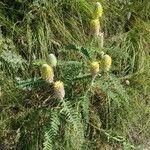 Astragalus alopecurus 形態