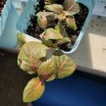 Fittonia albivenisLiść