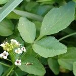 Nasturtium officinale Habit