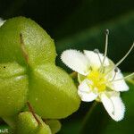 Cossinia trifoliata Blomma