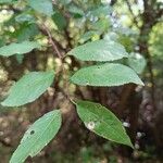 Prunus brigantina Leaf