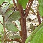 Phlomoides tuberosa Casca