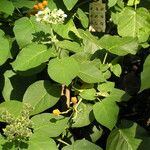 Solanum abutiloides Buveinė