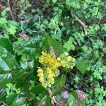 Mahonia aquifolium Blüte