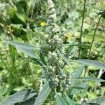 Chenopodium albumFlower