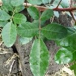 Schinus terebinthifolius List