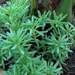 Sedum hispanicum 葉