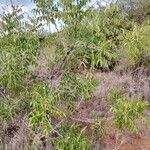 Zanthoxylum chalybeum पत्ता