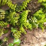 Asplenium viride Hoja