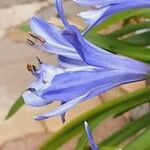 Agapanthus praecox Flower