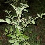 Solanum lycopersicum 葉