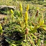 Centaurium maritimum 花