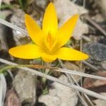 Crocus olivieri Blüte