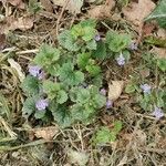 Glechoma hederacea Leaf