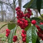 Cotoneaster frigidus Gyümölcs