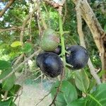 Chrysobalanus icaco Fruit