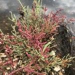 Salicornia procumbens Листок