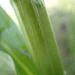 Dactylorhiza majalis Ekosanga