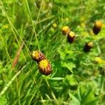 Trifolium spadiceum Flor