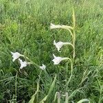 Gladiolus gunnisii Blatt