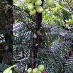 Acropogon merytifolius Fruit