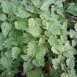 Urtica dioica Blad