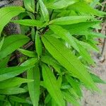 Justicia gendarussa Лист