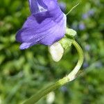 Viola riviniana 樹皮