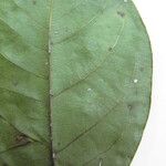 Terminalia guyanensis Other