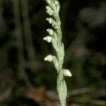 Goodyera repens Цветок