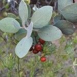 Arctostaphylos canescens 果