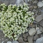 Galium megalospermum Habit