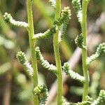 Santolina villosa Hoja